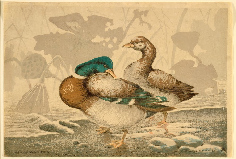 Canards et lotus fanés - Kiyochika Kobayashi