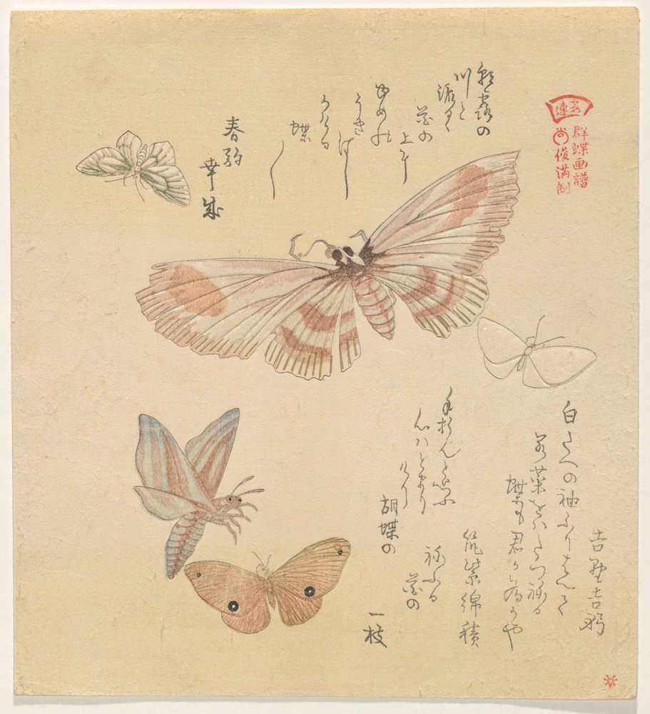 Papillons et mites, de la série Un vol de papillons (Gunchō Gafu) - Kubo Shunman