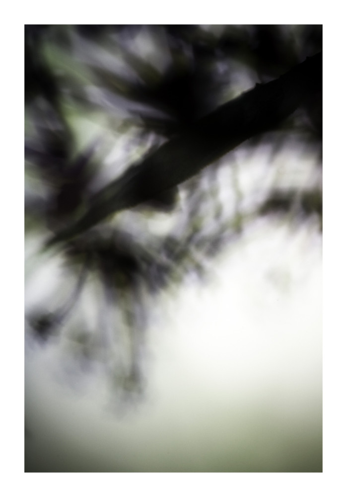 Végétal / 4220, 2008 - Laetizia Bazzoni