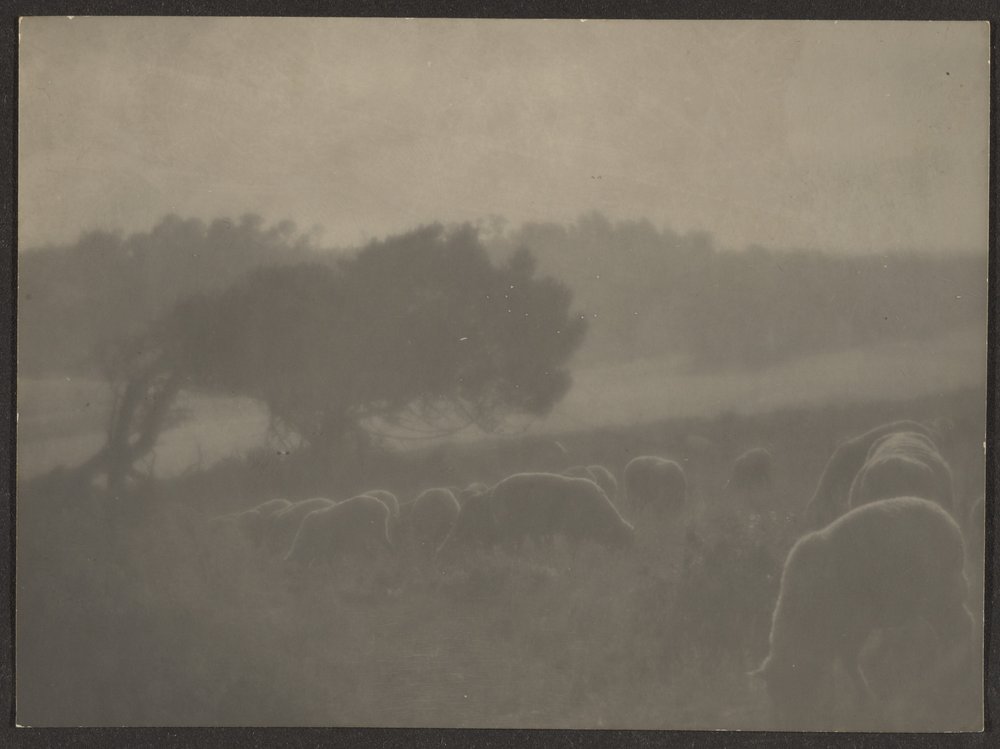 [Paysage avec moutons] - Louis Fleckenstein