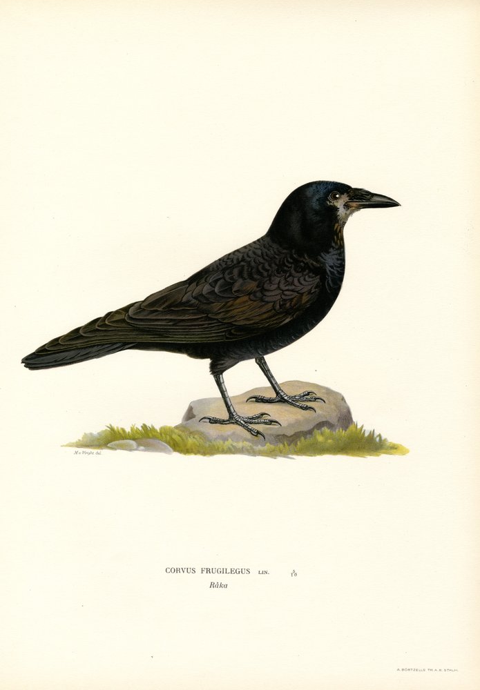 Corbeau freux | Magnus Ferdinand and Wilhelm von Wright