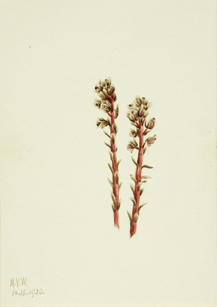 Pin maritime rouge (Hypopitys lanuginosa) - Mary Vaux Walcott