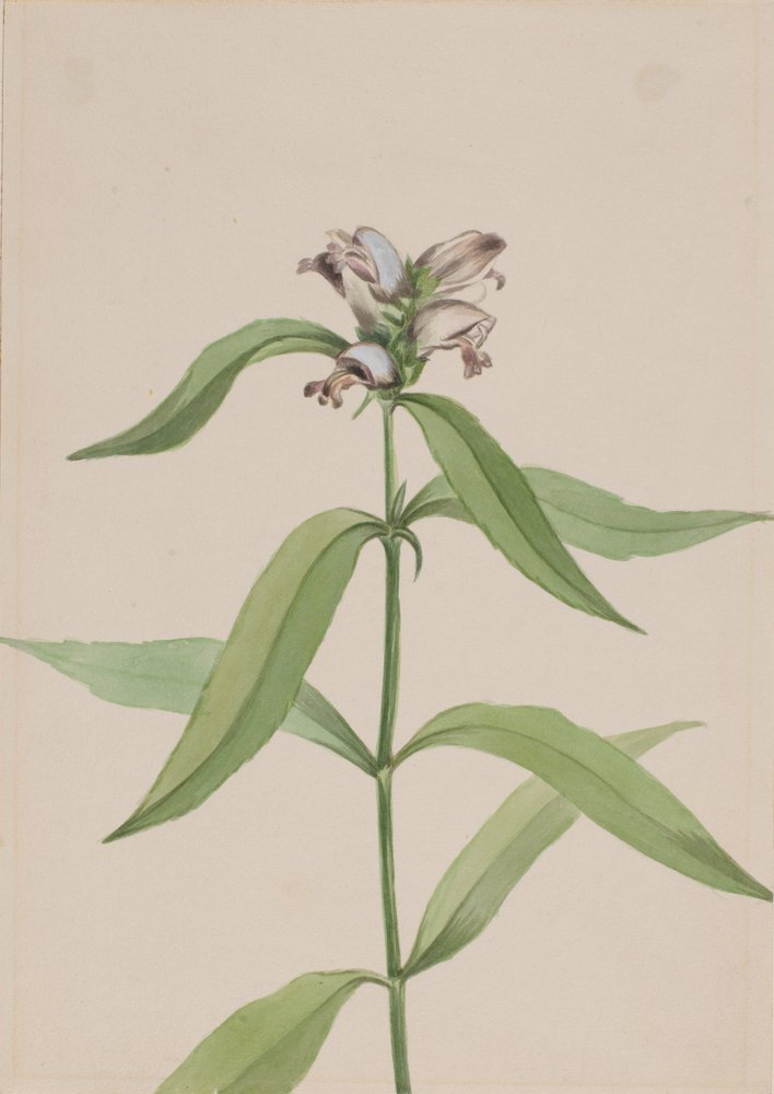 Tête de tortue Chelone glabra - Mary Vaux Walcott