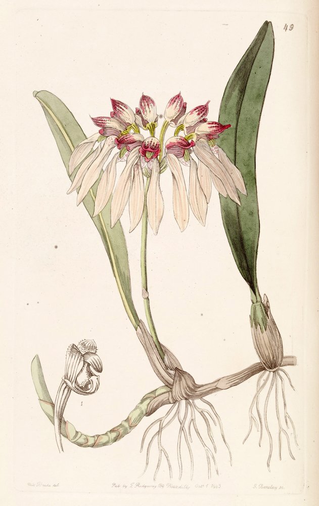 Bulbophyllum chinense - Miss Drake