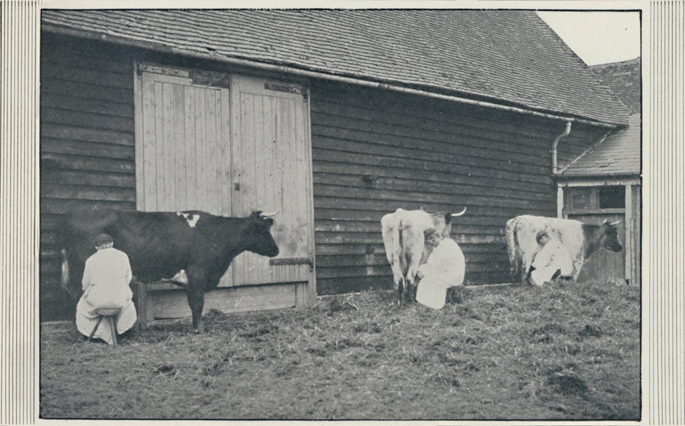 Traite des vaches, 1910 - Pictorial Agency
