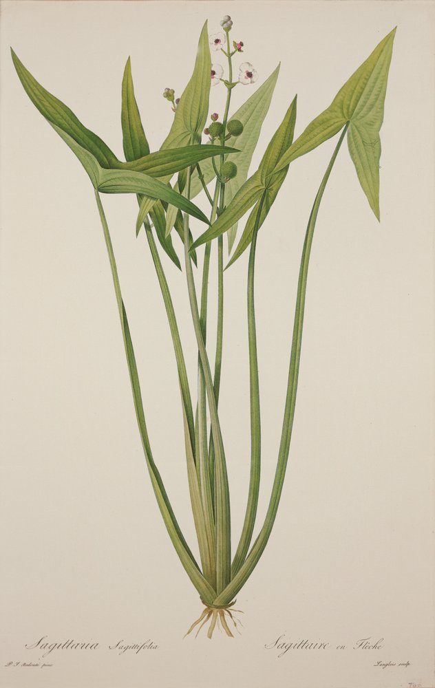Sagittaria, gravé par Langlois - Pierre-Joseph Redouté