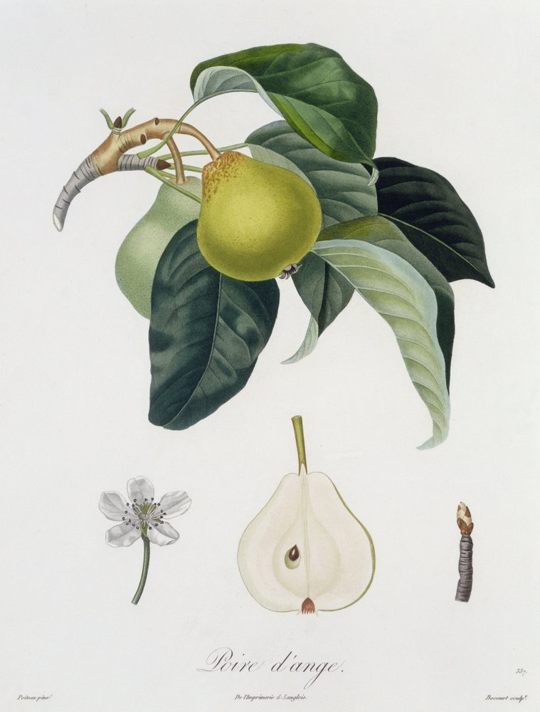 Poire d