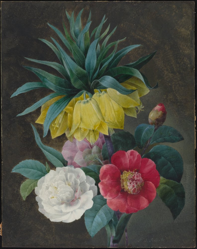 Quatre pivoines et une couronne impériale - Pierre-Joseph Redouté