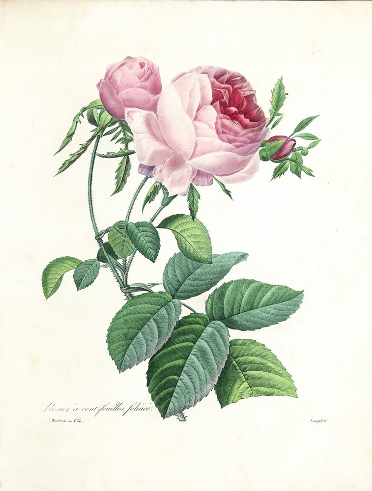 Rose à cent feuilles, gravée par Langlois, tirée de « Choix des Plus Belles Fleurs et des Plus Beaux Fruits », vol. I, 1827-33 - Pierre-Joseph Redouté