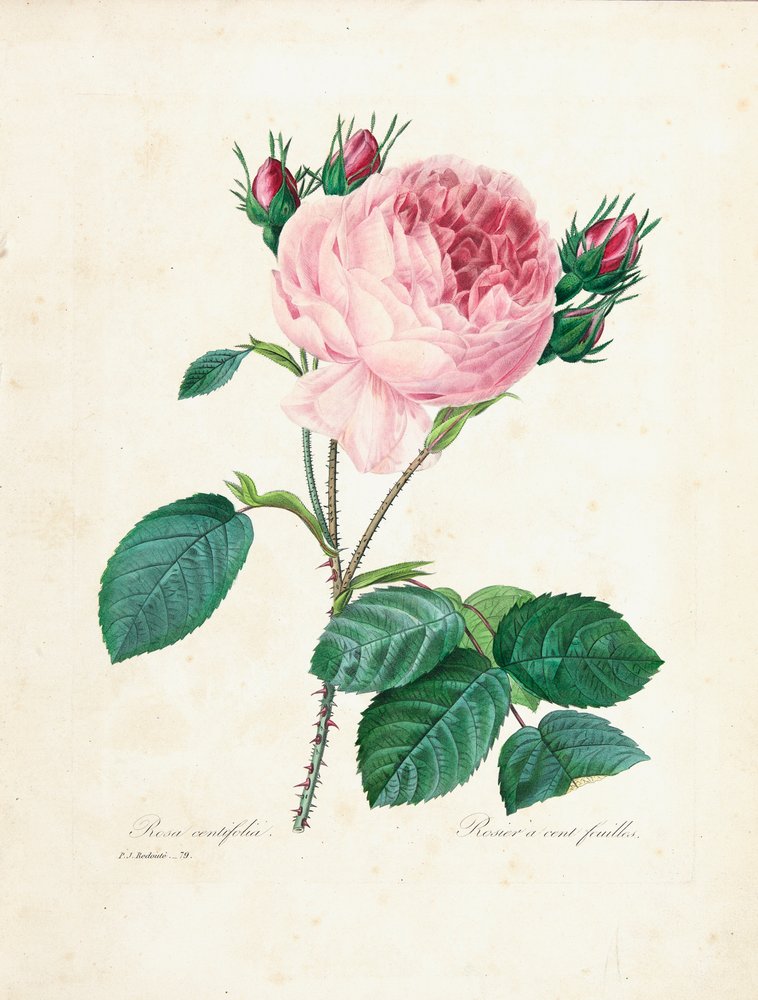 Rose à cent feuilles, tirée de «Choix des Plus Belles Fleurs et des Plus Beaux Fruits», vol. I, 1827-33 - Pierre-Joseph Redouté