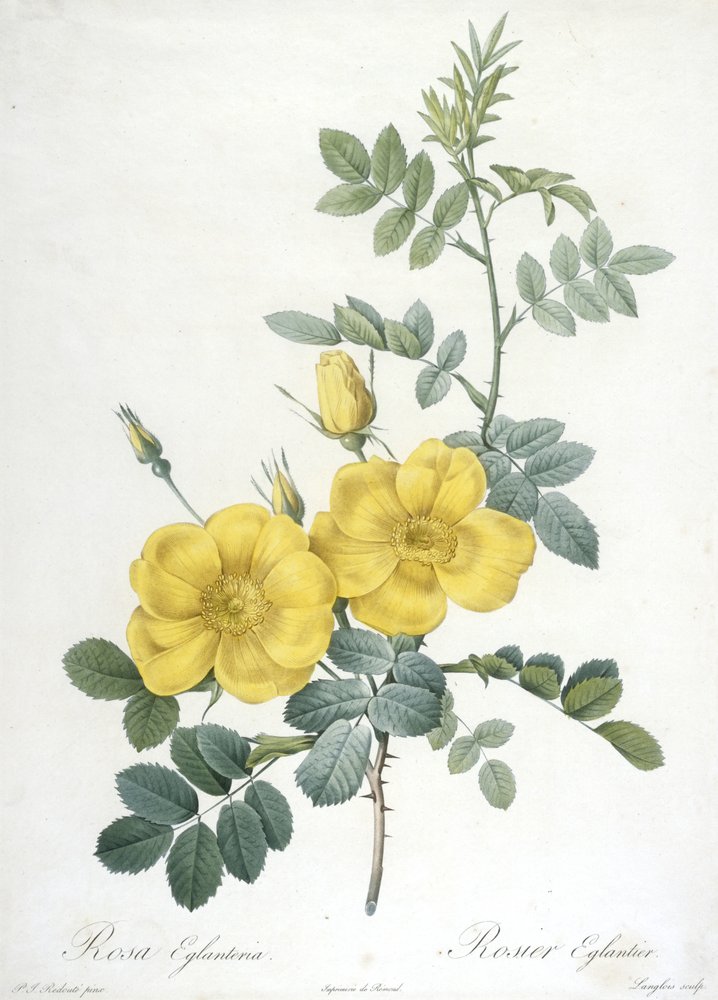 Rosa Eglanteria, Rosier Eglantier, du Les Roses, 1817-24 - Pierre-Joseph Redouté