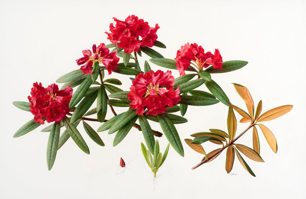 Rhododendron microgynum | Raymond Booth | Estampe d'art