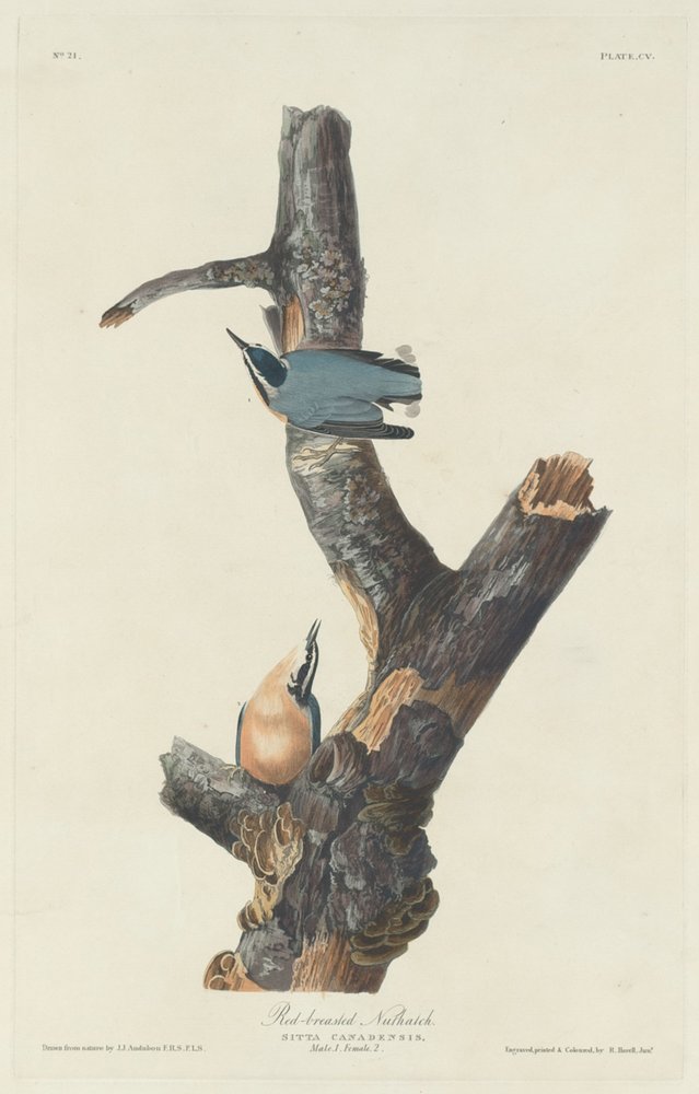 Sittelle à poitrine rousse, 1831 - Robert Havell