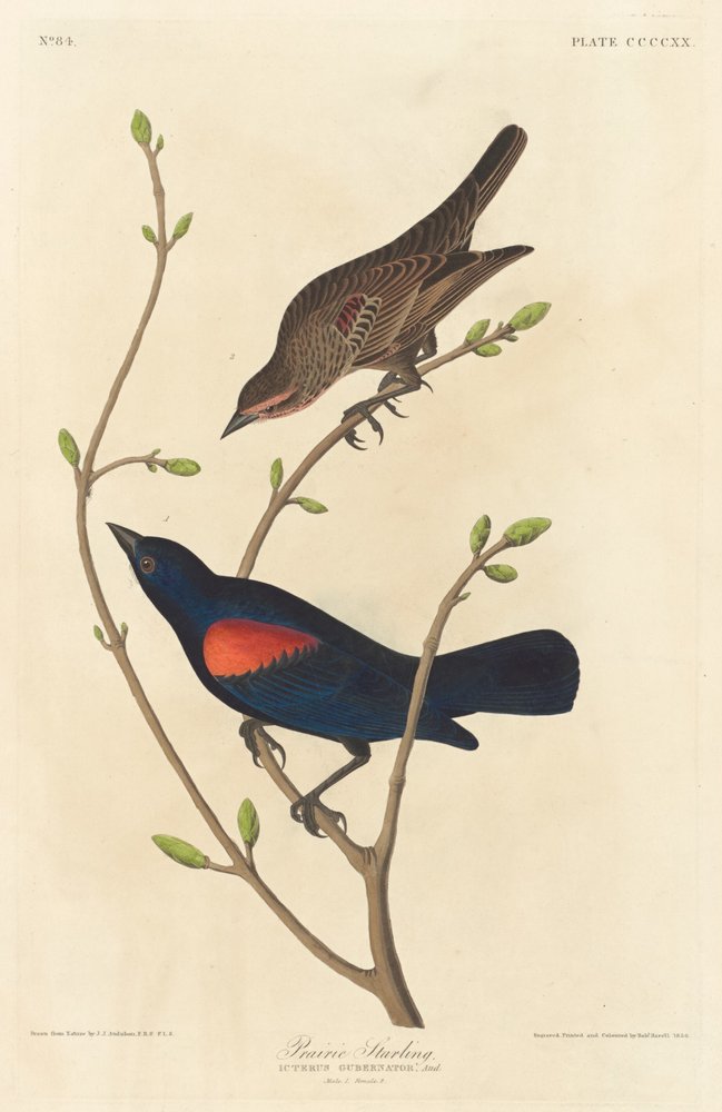 Étourneau des prairies - Robert Havell after John James Audubon