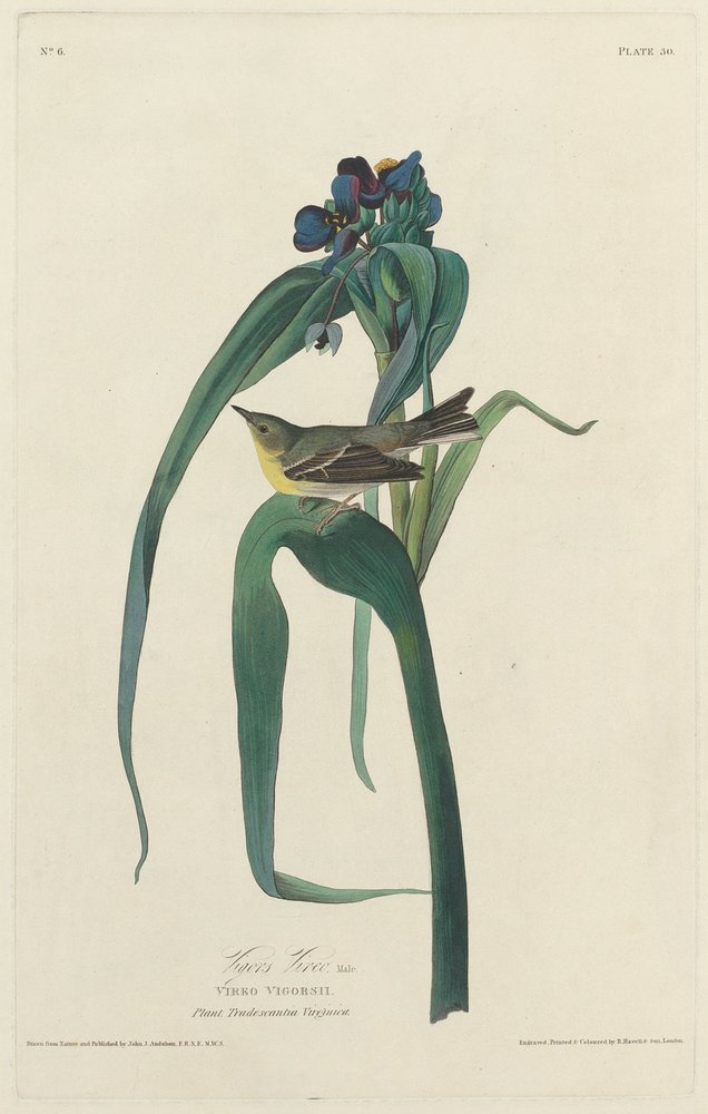 Viréo de Vigors - Robert Havell after John James Audubon