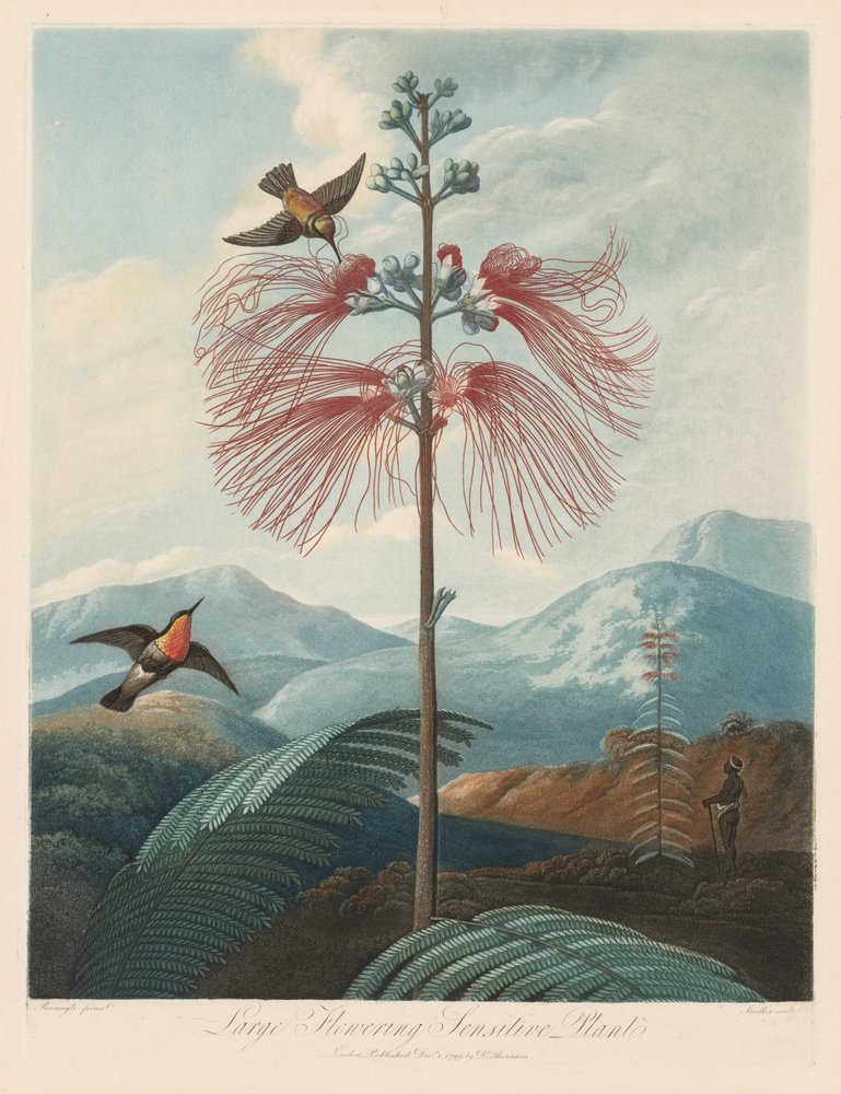 Le Temple de Flora, ou Jardin de la Nature : Grande Sensitive Fleurissante, 1799-1807 - Robert John Thornton