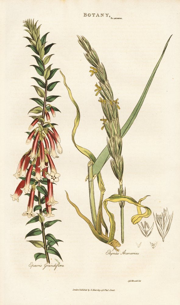Epacris à grandes fleurs et herbe de Lyme - Sydenham Teast Edwards