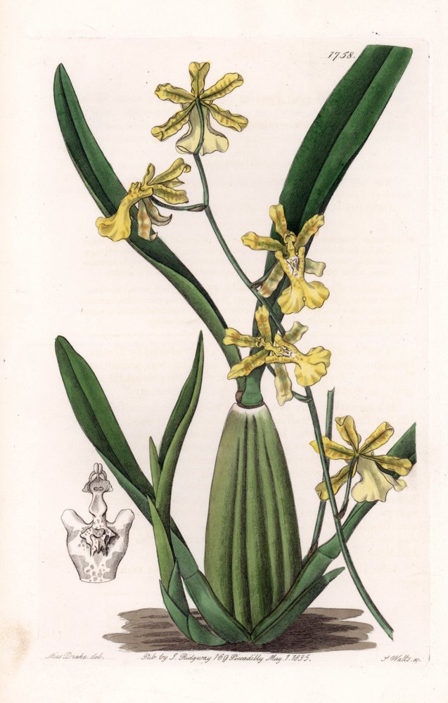 Orchidée, variété d