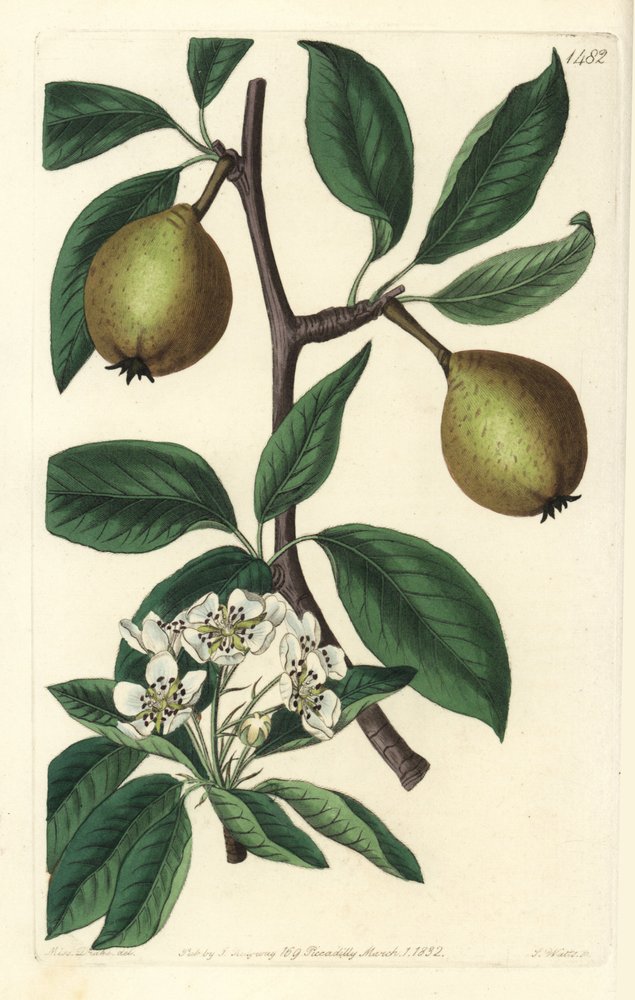 Poire à feuilles de sauge - Pyrus salviifolia - Sydenham Teast Edwards