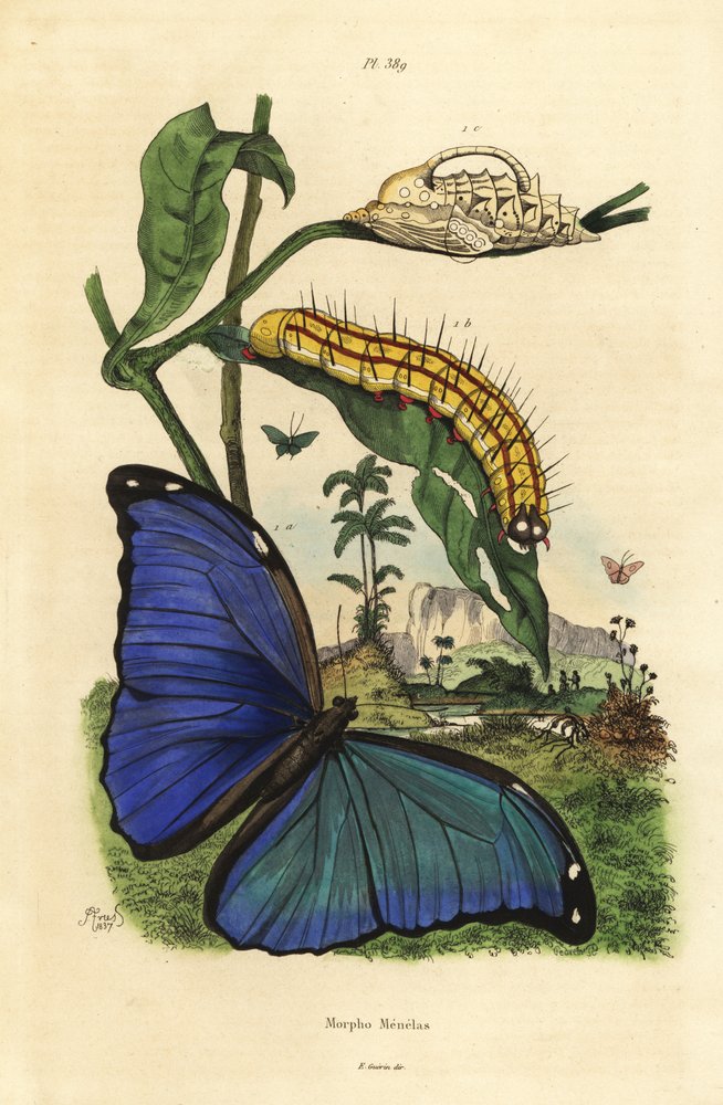 Papillon morpho bleu Ménélas, Morpho menelaus, chenille et chrysalide - Unbekannt