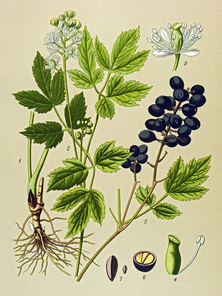 Planche botanique, plante vénéneuse et médicinale : adonis d