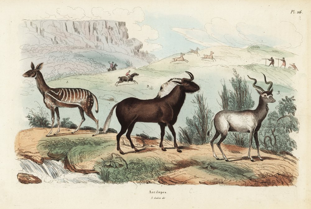 Guib harnaché, Tragelaphus scriptus 1, gnou noir ou gnou à queue blanche, Connochaetes gnou 2, grand koudou, Tragelaphus strepsiceros 3 - Unbekannt