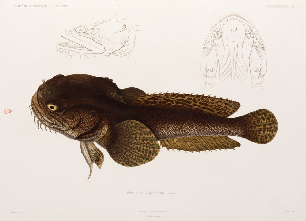 Poisson-chat, Algérie - Unbekannter Künstler