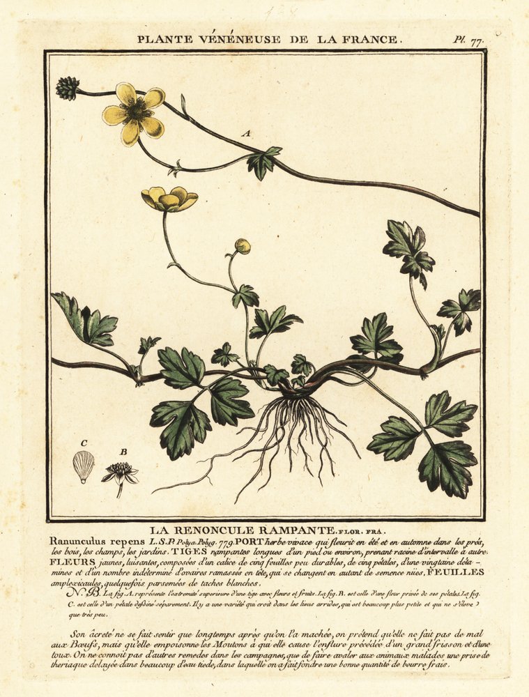 Renoncule rampante, Ranunculus repens - Unbekannter Künstler