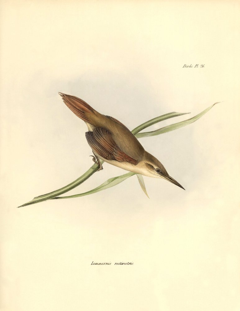 Ornithologie : "Limnornis rectirostris" passereau d
