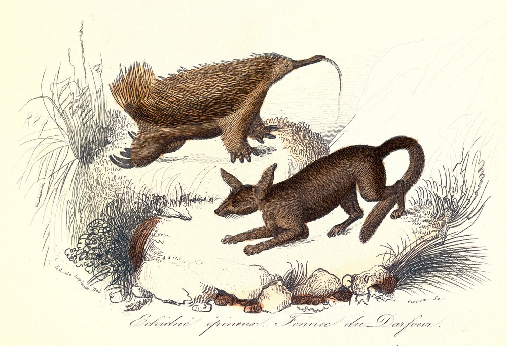 "Complete Works of Buffon": Les animaux domestiques: L'echidne epineux et le fennec de derfour (engraving) - Unknown artist