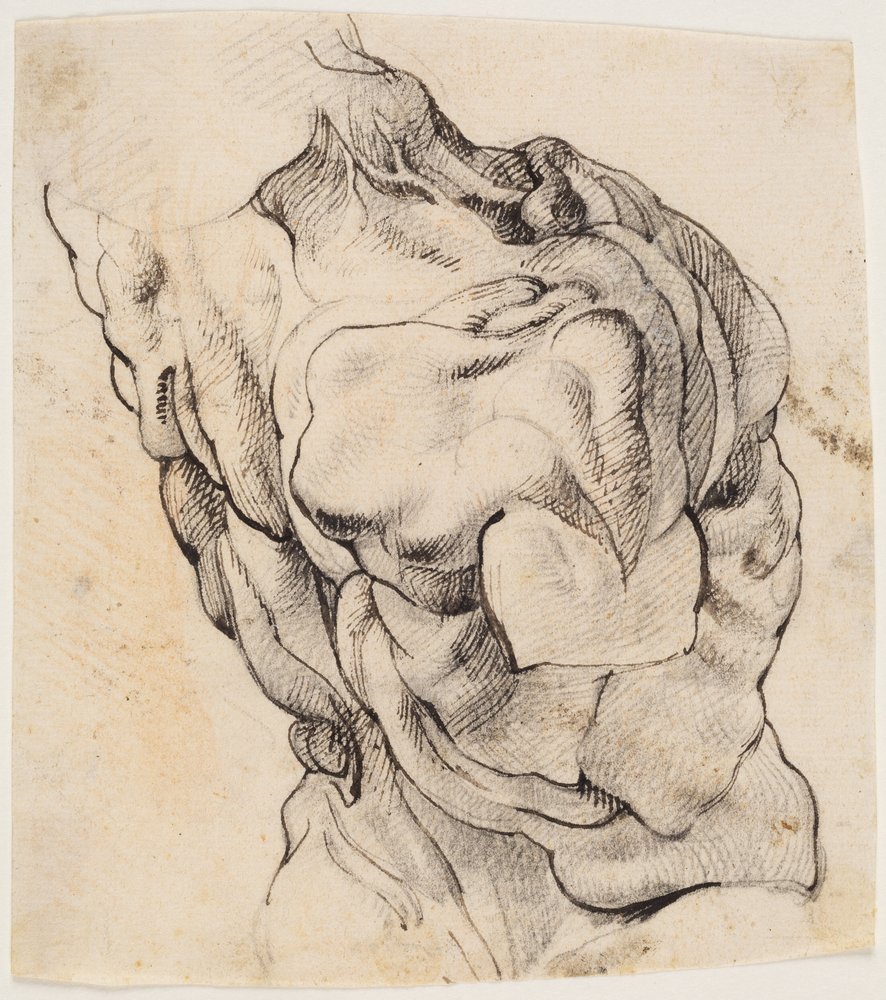 Étude anatomique (écorché). Torse d