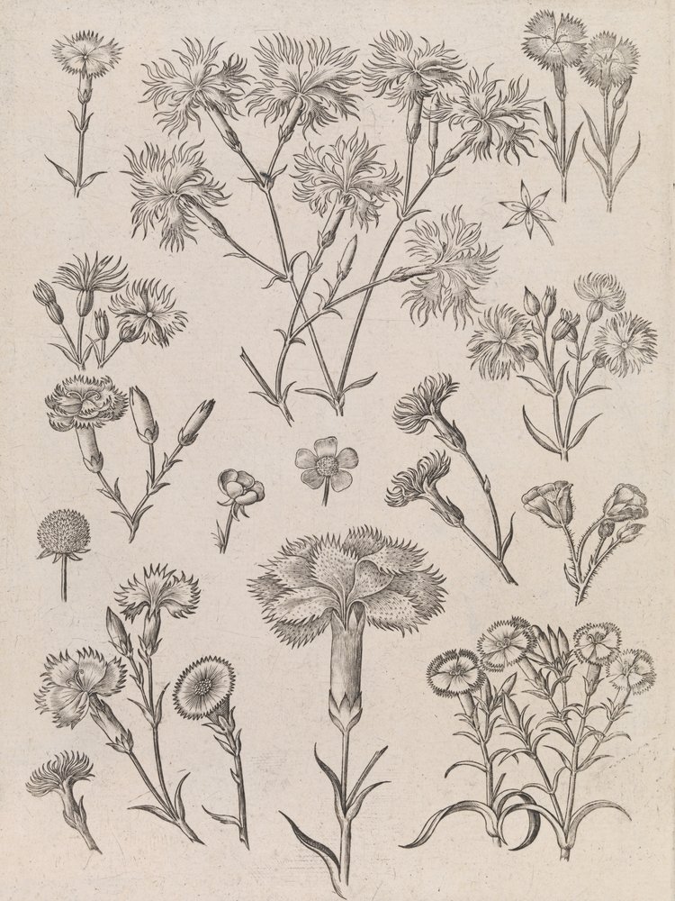  - Adriaen Collaert