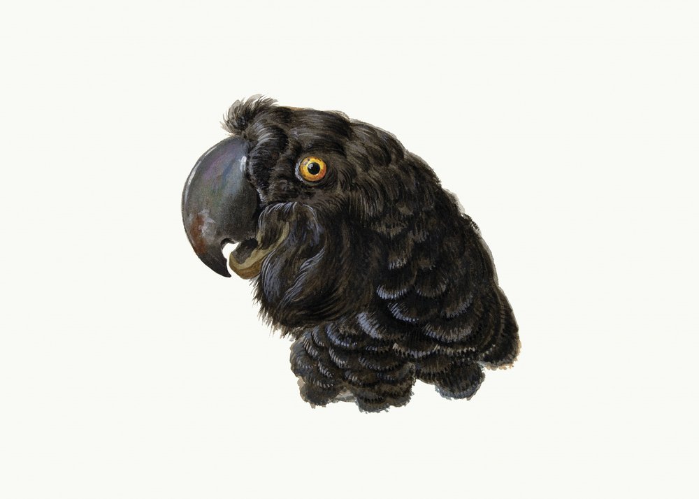 Cacatoès - Aert Schouman