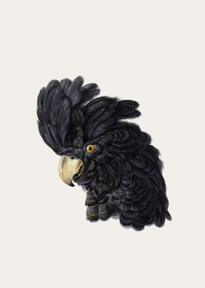 Tête de cacatoès - Aert Schouman