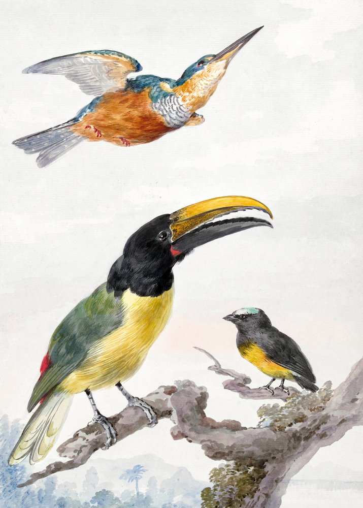 Trois oiseaux : un martin-pêcheur, un toucan de Von Wied et un moineau - Aert Schouman