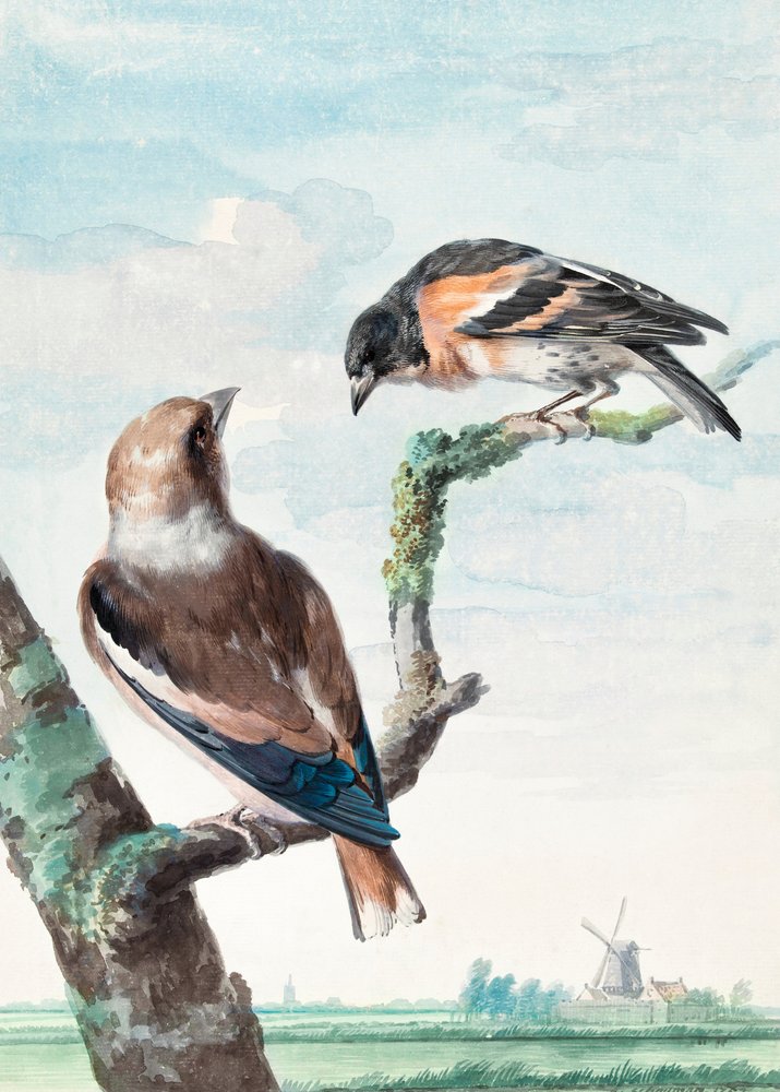 Deux oiseaux  Le gros-bec - Aert Schouman