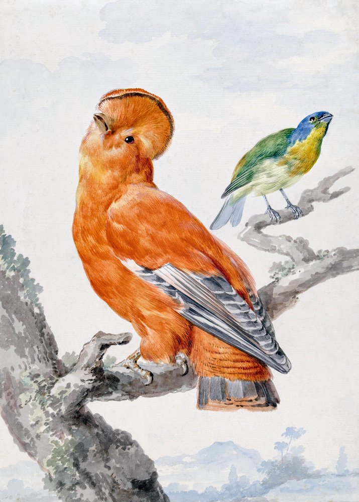Deux oiseaux exotiques - Aert Schouman