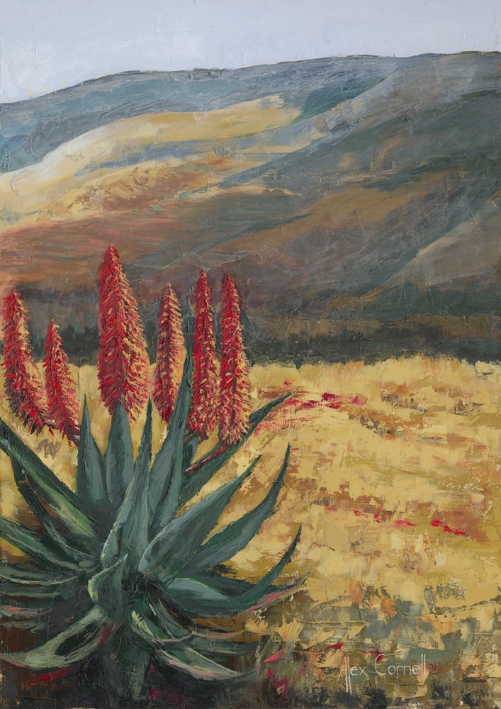 Aloès rouge « Desert Bloom » - Alex Cornell
