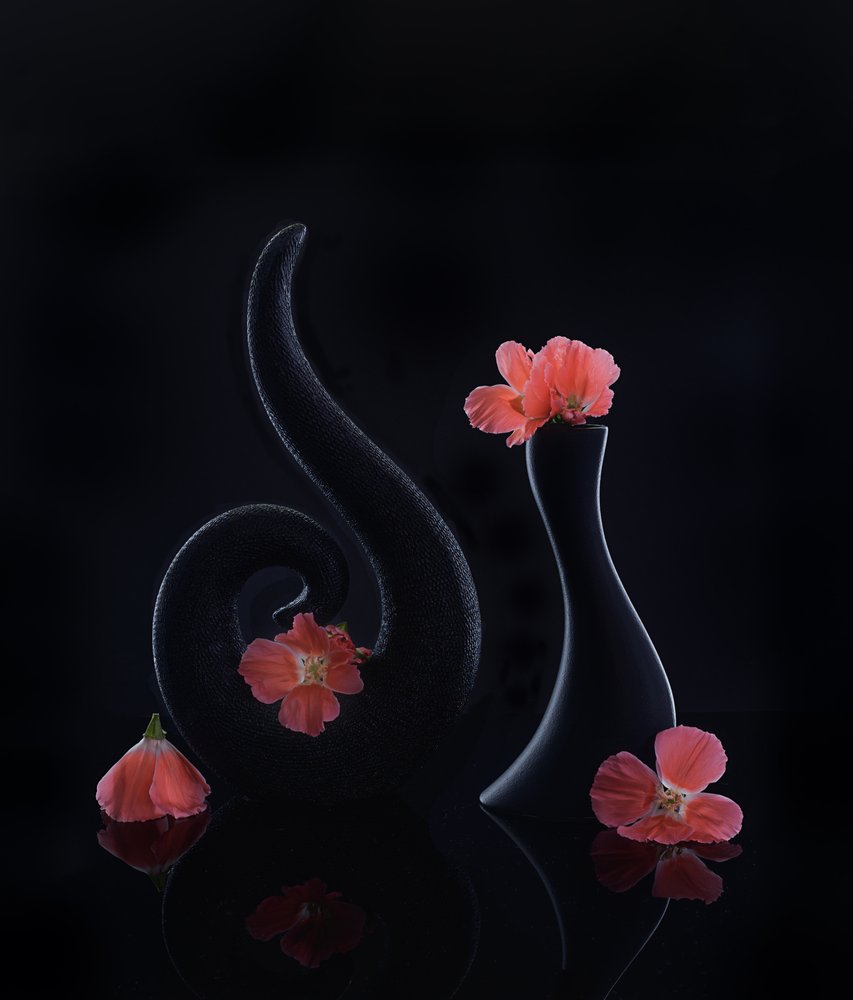 Fleurs de corail sur fond noir - Alice Sheng