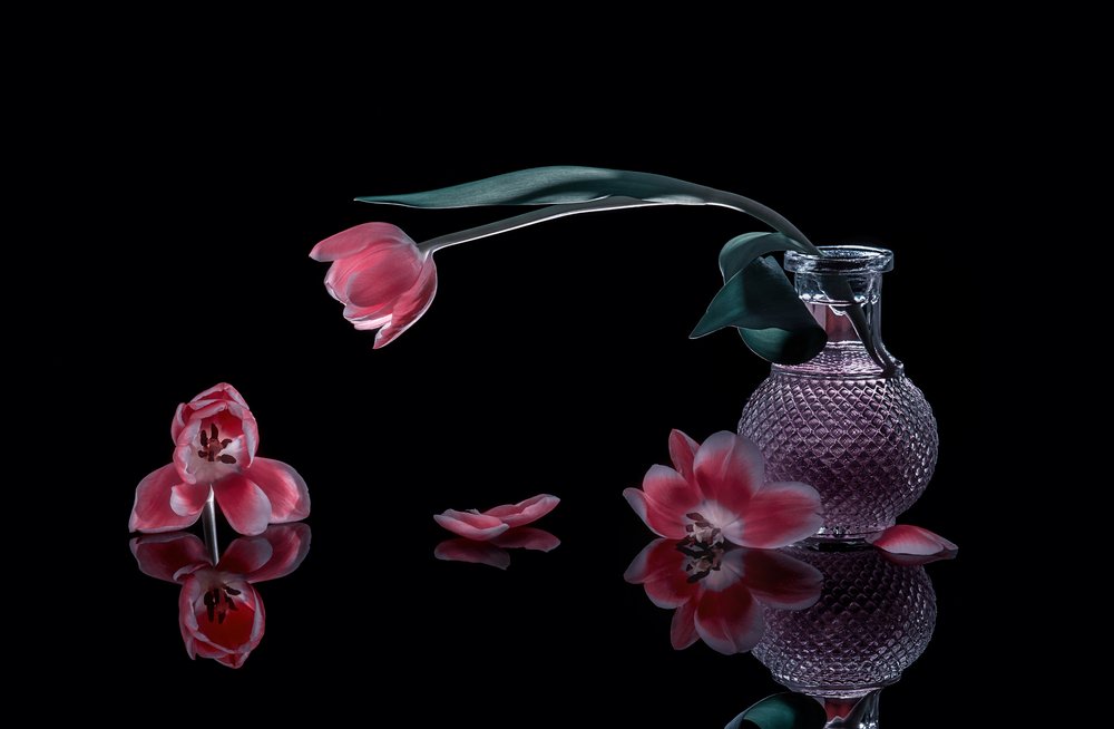 Élégantes tulipes roses - Alice Sheng