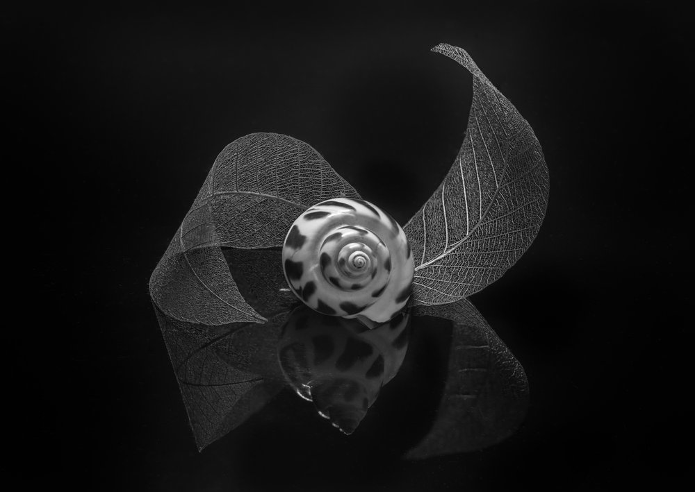 Réflexion sur la coquille en spirale - Alice Sheng