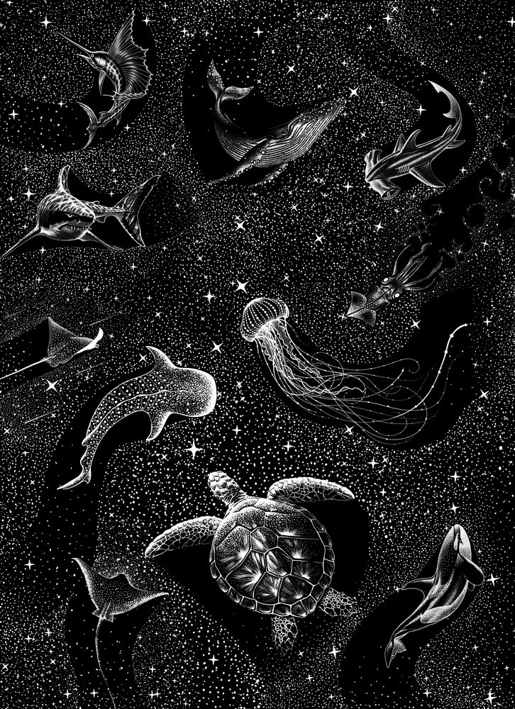 Les animaux marins sous les étoiles - Alirıza ÇAKIR