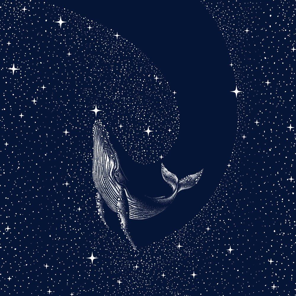 La baleine de la nuit étoilée - Alirıza ÇAKIR