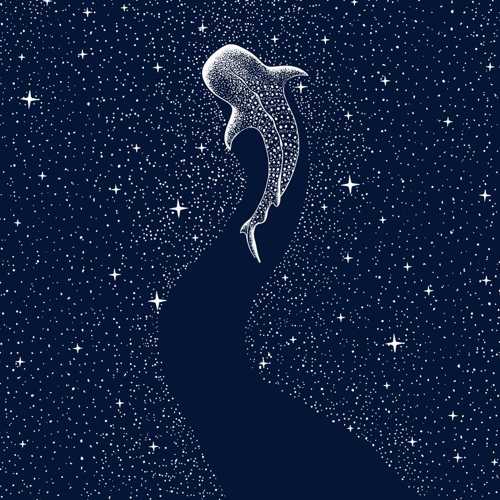 Requin-baleine étoilé - Alirıza ÇAKIR