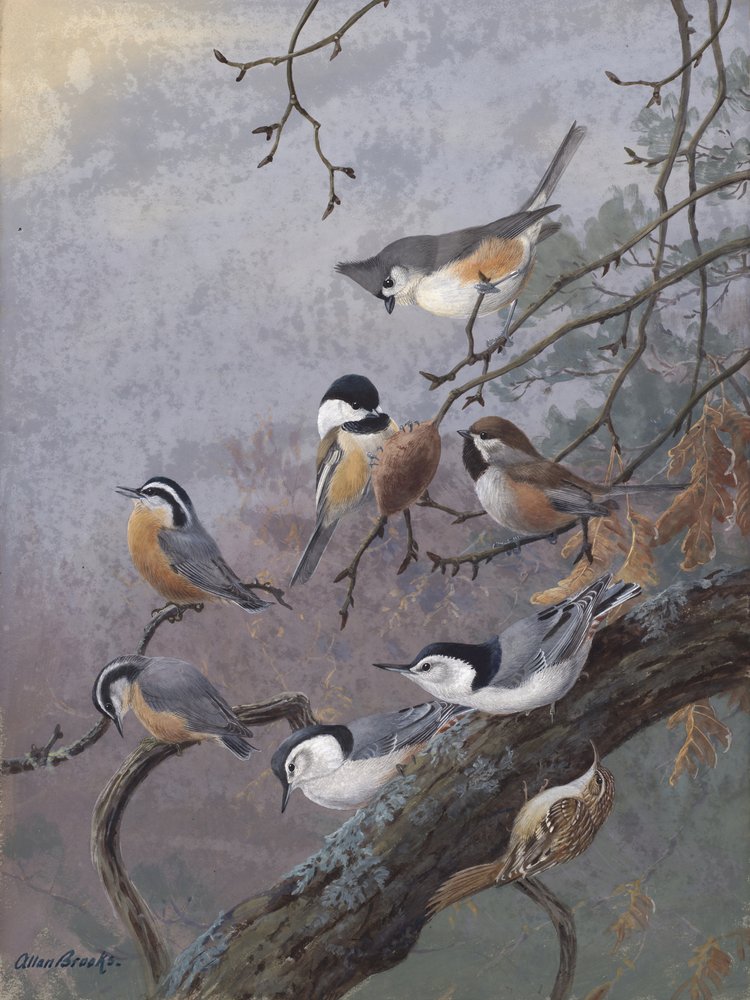 Mélange pour oiseaux par Allan Brooks - Allan Brooks