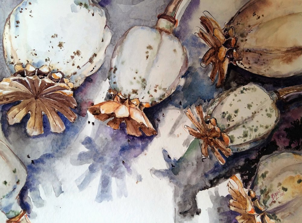 Aquarelle de capsules de pavot séchées - Anda Bieza