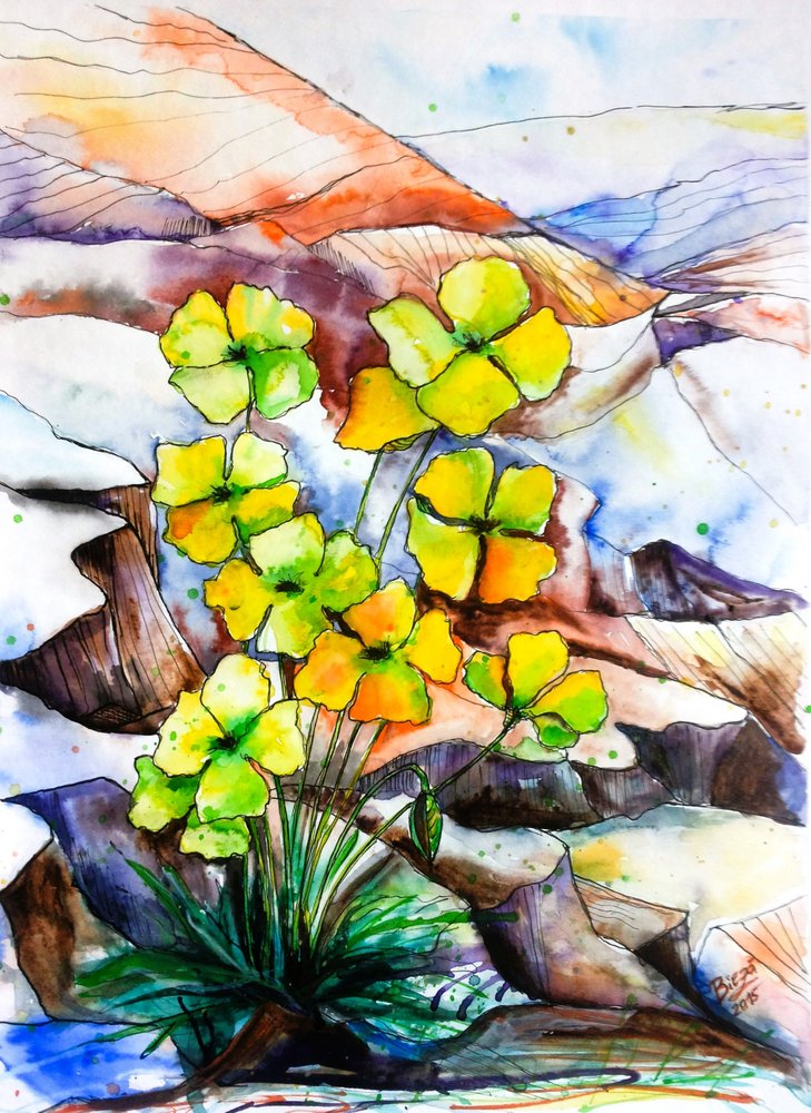 Fleurs de montagne aux couleurs vives - Anda Bieza