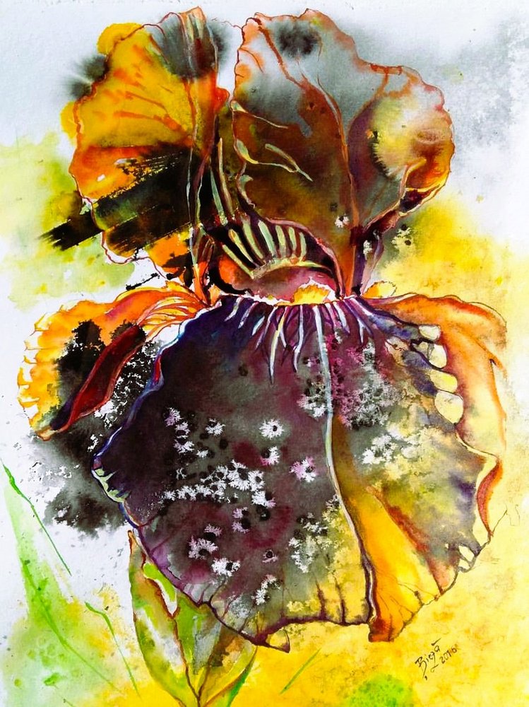 Iris aux couleurs vives à l