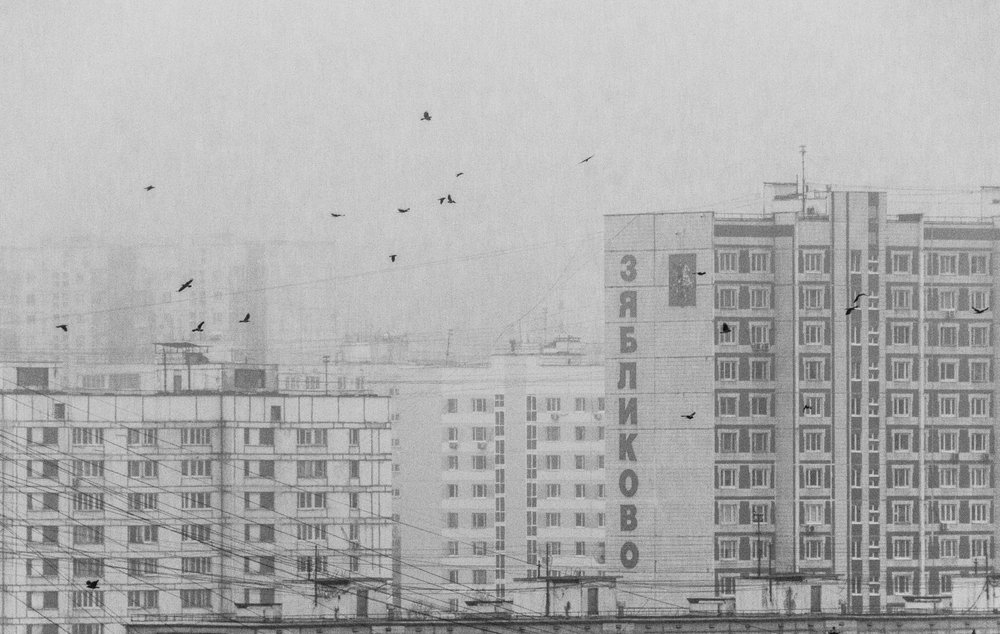 Oiseaux urbains en noir et blanc - Andrey Kotov