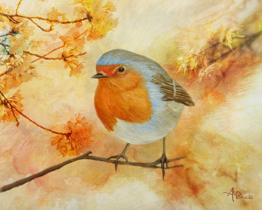 Un charmant merle printanier - Angeles M. Pomata